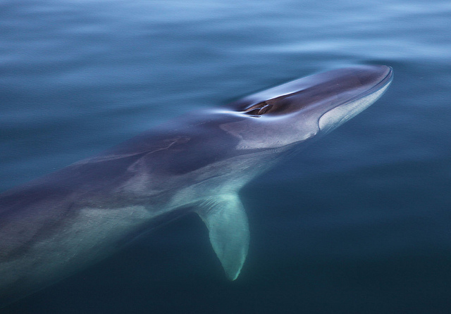 iceland-to-kill-184-endangered-fin-whales-for-dog-meat-australians