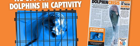 afa opposes keeping dolphins in captivity