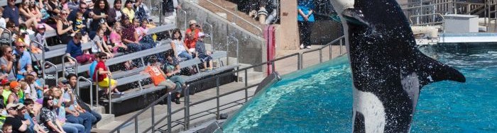 seaworld blackfish