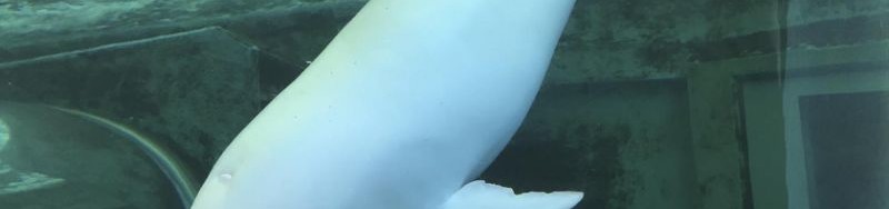 whale aquarium