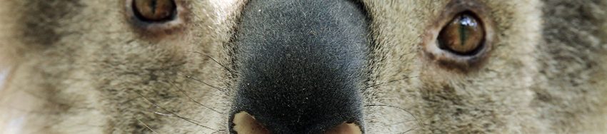 koala extinction crisis