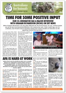 koala crisis newsletter cover