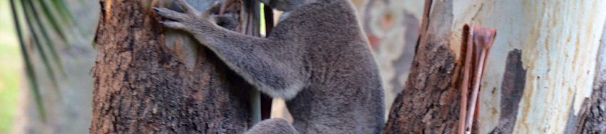starving koala